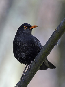 常见的黑鸟TurdusMerula