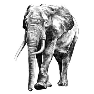 素描绘画招生大象素描图形向量照片
