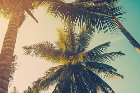 椰子棕榈树在海滩和蓝天与复古色调的风格