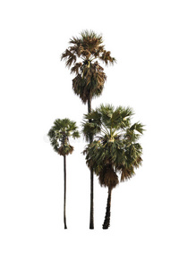 植物 生态学 树皮 植物区系 棕榈 公园 夏天 树叶 分支