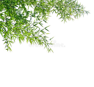 白色背景上分离的竹子的枝条.照片