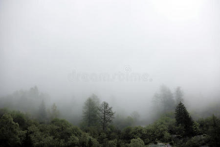 从高山山林升起的雾云