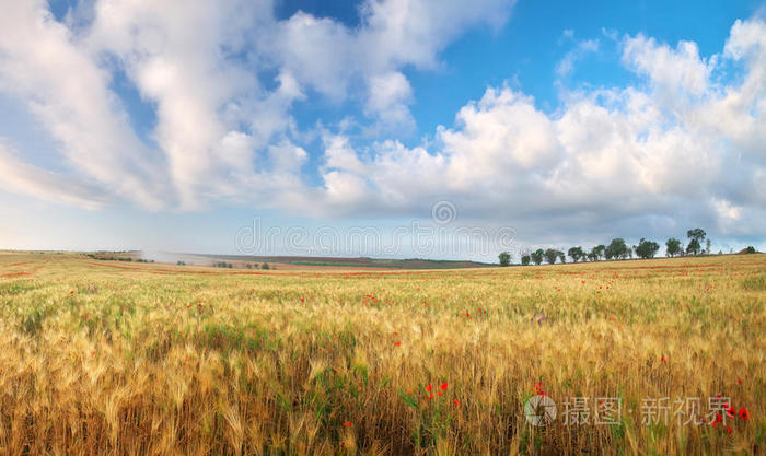 收获 风景 环境 农场 全景图 谷类食品 牧场 生长 乡村