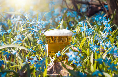 啤酒和蓝色的花朵春天，雪滴的细碎