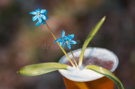 啤酒和蓝色的花朵春天，雪滴的细碎