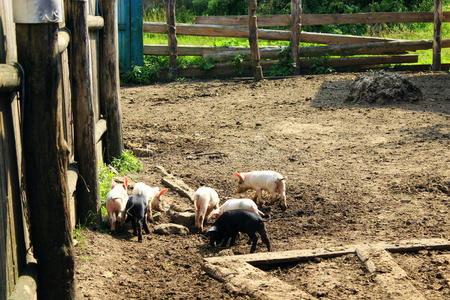农场 谷仓 哺乳动物 耳朵 提高 动物 有趣的 宠物 繁殖