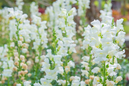 美丽的花园里五颜六色的白色蛇龙花