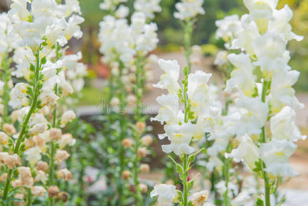 美丽的花园里五颜六色的白色蛇龙花