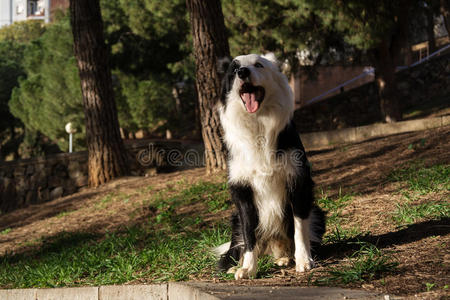 边境牧羊犬坐在公园里的石墙旁边