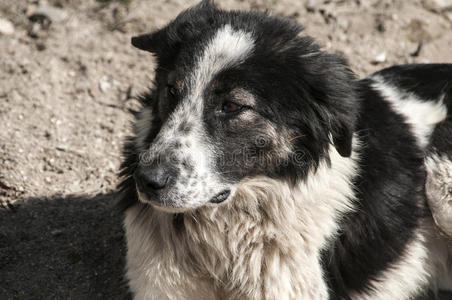 头发 迷路 动物 犬科动物 哺乳动物 肖像 混合 毛皮