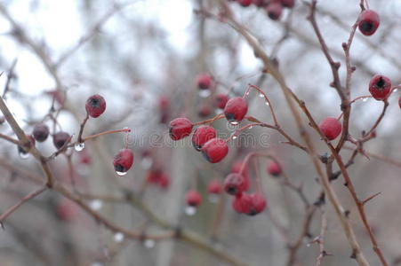 植物 美丽的 灌木 植物区系 寒冷的 标题 横幅 自然 颜色