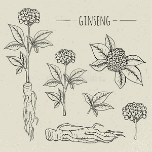 人参医学植物分离插图。 植物，根，叶手画集。 复古素描。