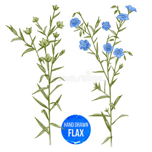 亚麻籽手绘手绘彩色亚麻花和种子照片