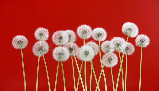 蒲公英花的红色背景，春天的季节概念。 空白空间背景上的物体