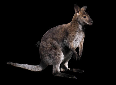 荒野 邮袋 宝贝 澳洲人 耳朵 野生动物 自然 鲁弗斯 动物