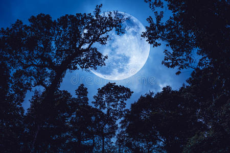 万圣节 自然 月亮 森林 风景 外部 神秘的 和平 神秘