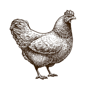 手绘鸡肉,母鸡 家禽,肉鸡,农场 复古素描矢量插图照片