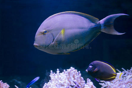 颜色 外科医生 水族馆 世界 动物 水下 宠物 海的 生活