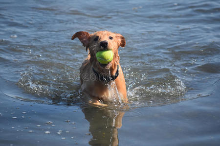 可爱的湿收费小狗与绿色网球
