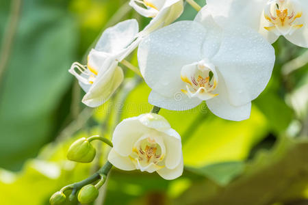 植物区系 兰花 分支 植物学 蝴蝶兰 美女 自然 开花 花瓣
