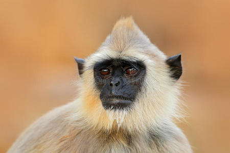 普通叶猴，半叶猴，坐在草地上的猴子，自然栖息地，斯里兰卡。 用叶猴喂食场景。 的野生动物