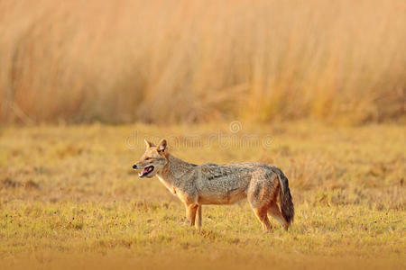 金色豺狼，金黄色葡萄球菌。 豺狼带着黄昏的阳光和动物的骨头，在斯里兰卡，亚洲。 美丽的野生动物场景从纳图