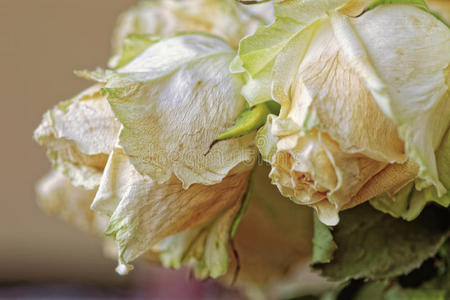 枯萎的白玫瑰花语图片图片