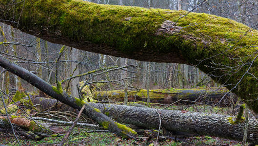 网站 波兰 不朽的 季节 生态系统 栖息地 欧洲 分支 储备