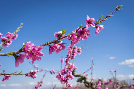 春天桃花盛开