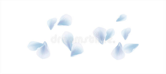 白色背景上分离出的白色浅蓝色花瓣。 玫瑰花瓣。 落下的樱花。 矢量EPS10CMYK