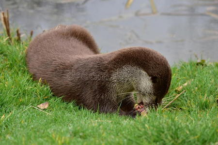 喂养的水獭图片