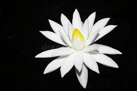 黑底白莲花相似素材图片 摄图新视界