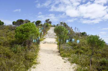 风景 灌木 沙丘 保护 植物区系 绿色植物 生长 人行道