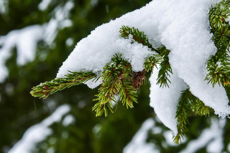 冬天，在树上关上一个冷杉锥