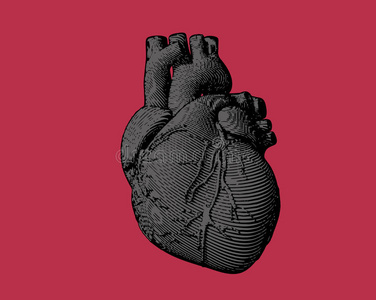 雕刻人类心脏插图