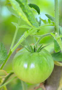 植物 培养 裂开 农场 食物 生长 分支 灌木 农事 自然