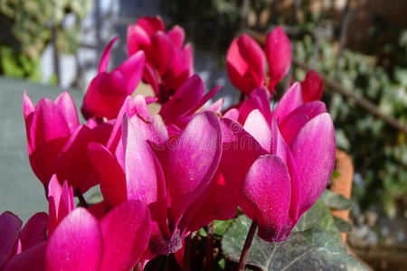 春天 开花 自然 树叶 特写镜头 美丽的 粉红色 植物 花瓣