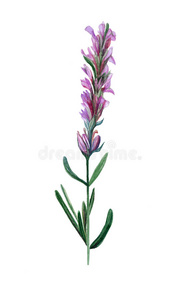 美女 美丽的 卡片 草本植物 芳香疗法 开花 花的 植物学