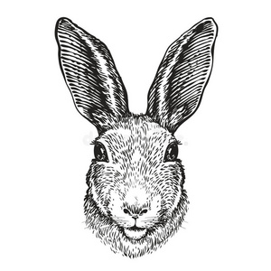 兔子素描过程图片