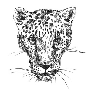 动物 自然 危险 权力 面对 豹子 哺乳动物 非洲 枪口