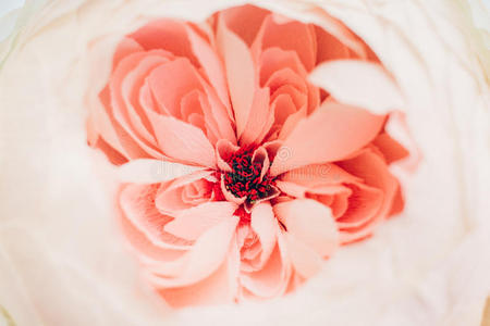 柔软的粉红色花朵的特写。 春天的背景