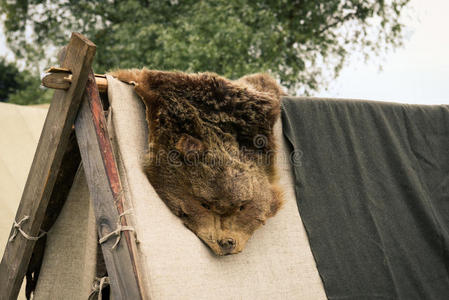 游猎 隐藏 节日 巨人 打猎 颅骨 泰迪 战利品 毛皮 哺乳动物