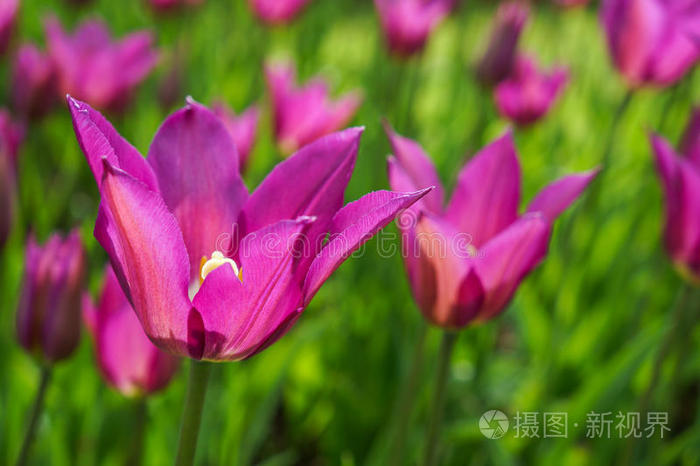 春天 开花 天空 公园 花园 紫色 花瓣 太阳 季节 植物