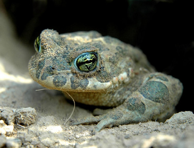 冬眠的动物冬眠后,绿色青蛙爬出了洞照片