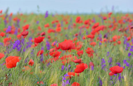 田野上五颜六色的花