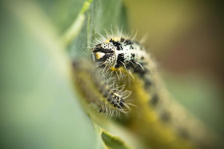 彩色毛毛虫图片