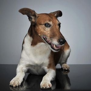 美丽的 梳毛 可爱极了 繁殖 艺术 猎犬 毛茸茸的 哺乳动物