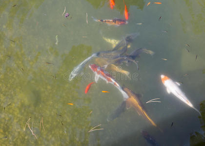 五颜六色的装饰鱼漂浮在人工池塘里