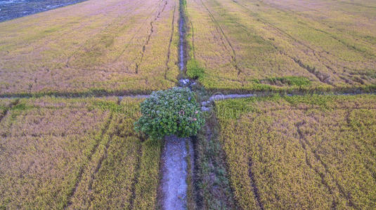 日落 农民 食物 棕榈 风景 灌溉 跑道 早晨 植物 暮光