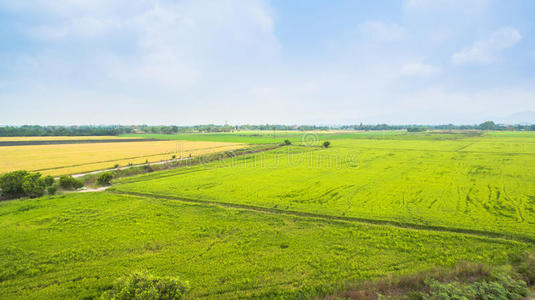 池塘 无人机 跑道 风景 灌溉 农场 海滨 植物 稻草 季节